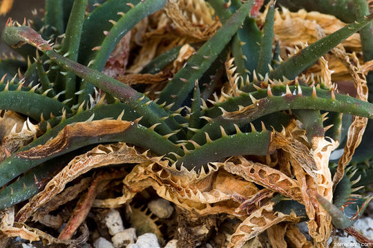 Image of Aloe calcairophila Reynolds