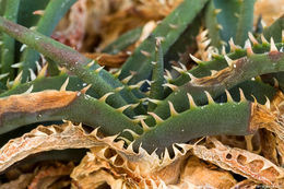 Image of Aloe calcairophila Reynolds