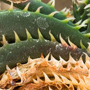 Image of Aloe calcairophila Reynolds