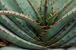 Image of Aloe suprafoliata Pole-Evans