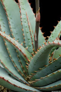 Image of Aloe suprafoliata Pole-Evans