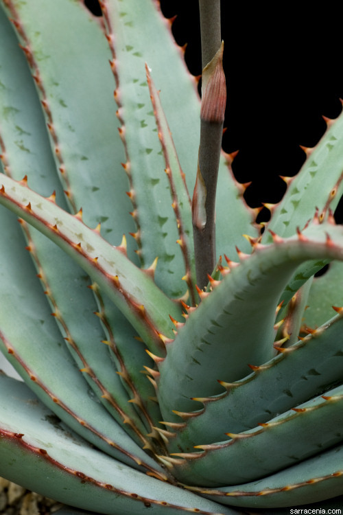 Image of Aloe suprafoliata Pole-Evans