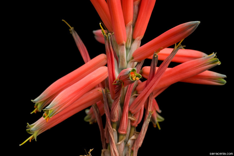 Image of Aloe suprafoliata Pole-Evans