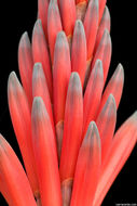 Image of Aloe suprafoliata Pole-Evans