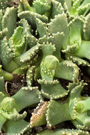 Imagem de Aloinopsis malherbei (L. Bol.) L. Bol.