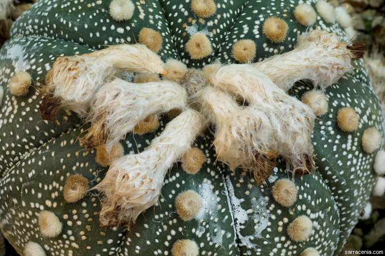 Image of Sand Dollar Cactus