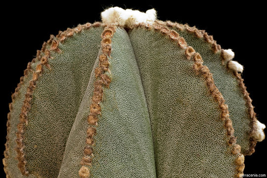 Astrophytum myriostigma Lem. resmi