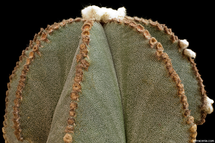 Image of Astrophytum myriostigma Lem.