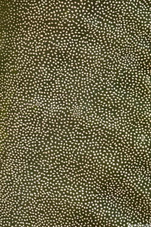 Image of Astrophytum myriostigma Lem.