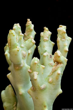 Image of <i>Caralluma socotrana</i>