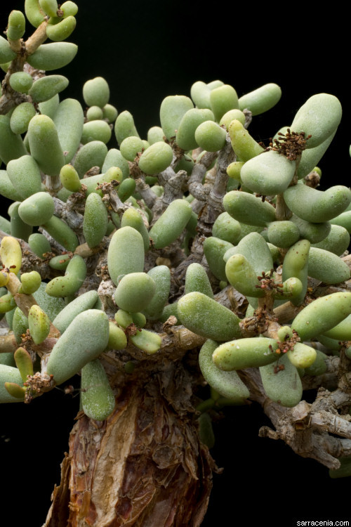 Sivun <i>Ceraria pygmaea</i> kuva