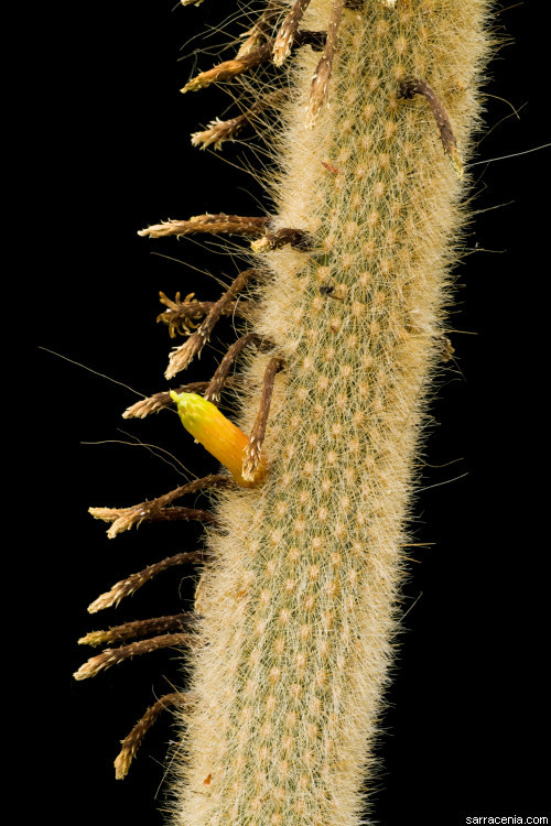 Image of Cleistocactus ritteri Backeb.
