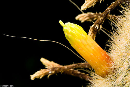 Image of Cleistocactus ritteri Backeb.