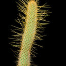 Image of Cleistocactus smaragdiflorus (F. A. C. Weber) Britton & Rose