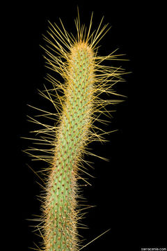 Image of Cleistocactus smaragdiflorus (F. A. C. Weber) Britton & Rose