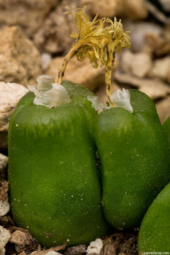 Image of Conophytum acutum L. Bol.