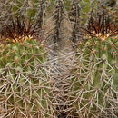 Image of <i>Copiapoa calderana</i>