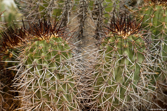 Image of <i>Copiapoa calderana</i>