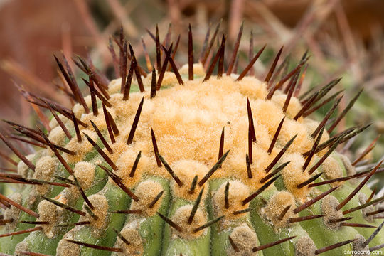 Image of Copiapoa cinerea (Phil.) Britton & Rose