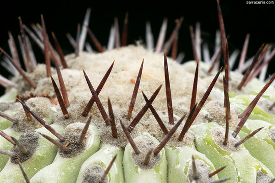 Image of Copiapoa cinerea (Phil.) Britton & Rose