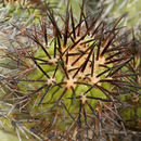 Image of Copiapoa longistaminea F. Ritter