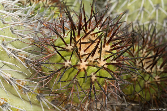 Image of Copiapoa longistaminea F. Ritter