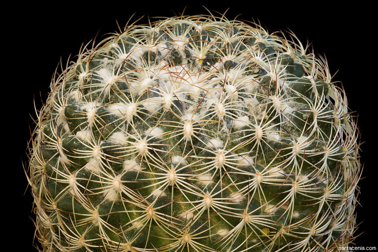 Image of Coryphantha compacta (Engelm.) Britton & Rose