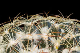 Image of Coryphantha compacta (Engelm.) Britton & Rose