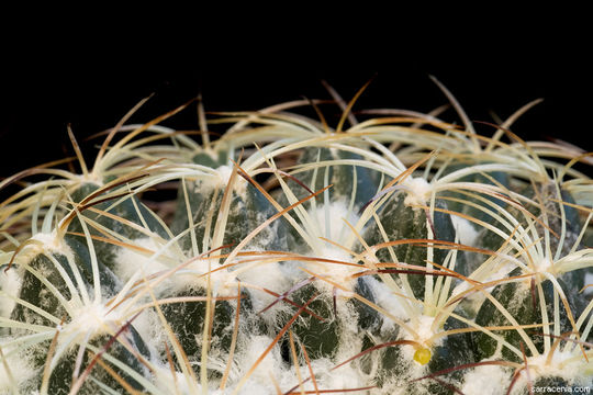 Plancia ëd Coryphantha compacta (Engelm.) Britton & Rose