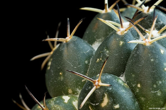 Image of Coryphantha maiz-tablasensis Fritz Schwartz ex Backeb.