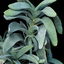 Image of <i>Crassula perfoliata</i> var. <i>minor</i>