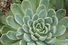 Imagem de <i>Echeveria albicans</i>