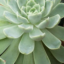 Image of <i>Echeveria albicans</i>