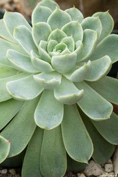 Image of <i>Echeveria albicans</i>