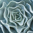 Image of Echeveria runyonii Rose