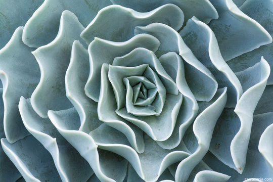 Image of Echeveria runyonii Rose