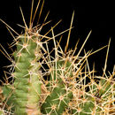 Image de Echinocereus pentalophus (DC.) Lem.