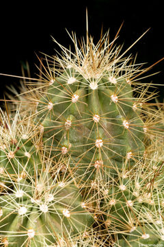 Image of Nichol's hedgehog cactus