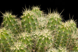 Image de <i>Echinocereus polyacanthus</i> ssp. <i>pacificus</i>