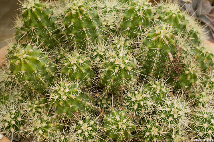 Image de <i>Echinocereus polyacanthus</i> ssp. <i>pacificus</i>