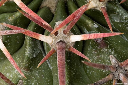 Image of Horse Crippler Cactus