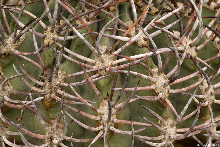 Image of Eriosyce aurata (Pfeiff.) Backeb.