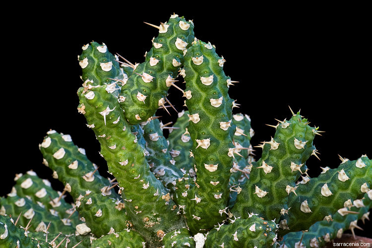 Image of Euphorbia ellenbeckii Pax