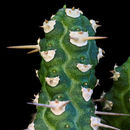 Image of Euphorbia ellenbeckii Pax