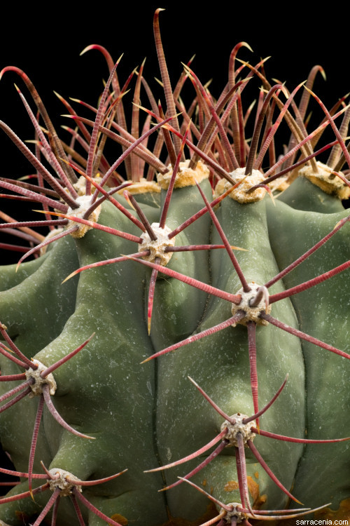 Image of Emory's Barrel Cactus