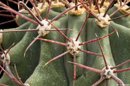 Image of Emory's Barrel Cactus