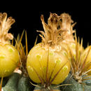 Image de Ferocactus viridescens (Torr. & A. Gray) Britton & Rose