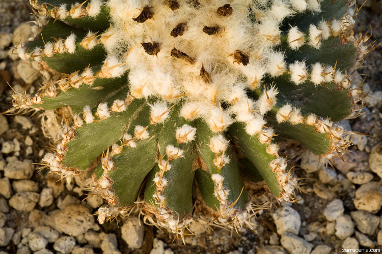 Image of Geohintonia mexicana Glass & W. A. Fitz Maur.