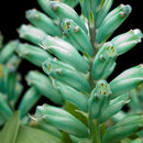 Imagem de Lachenalia viridiflora W. F. Barker