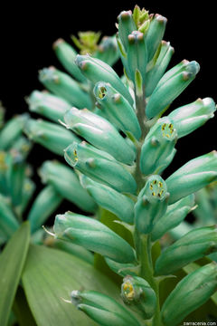 Image de Lachenalia viridiflora W. F. Barker